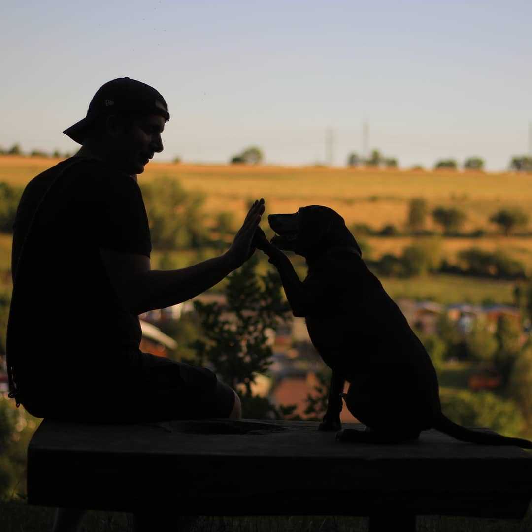 man and dog giving highfive